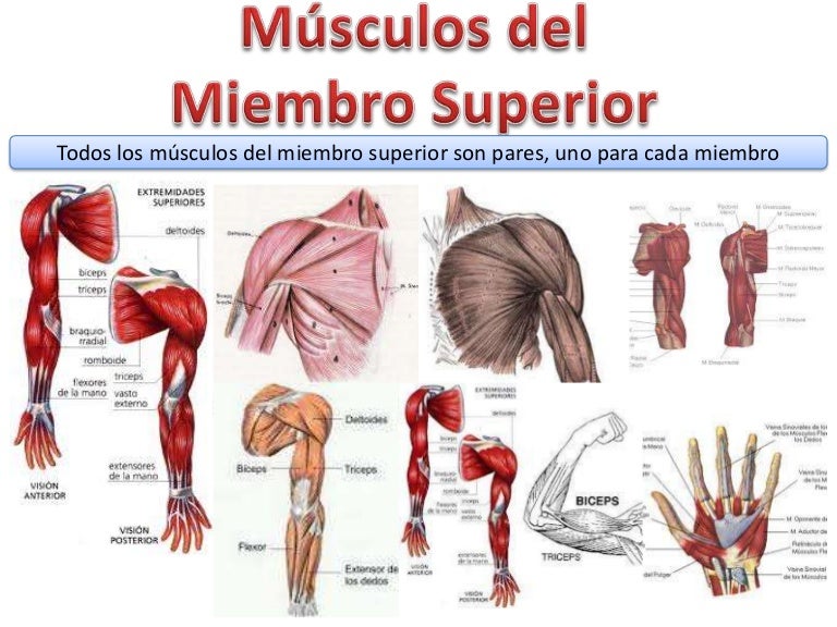 musculos del brazo y antebrazo
